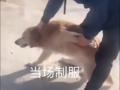【闲聊】各位各位排位币还有什么用？游戏攻略_手游下载