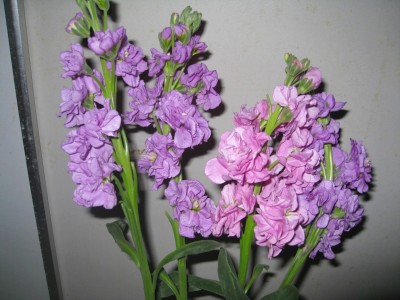 紫罗兰花(紫罗兰花可以吃吗)