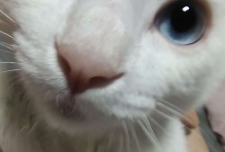 抗伤炸裂的狄仁杰游戏攻略_手游下载
