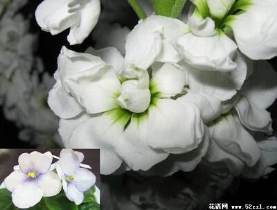 梦幻西游手游花语图鉴配方_梦幻西游手游花的种子有用吗?  第1张